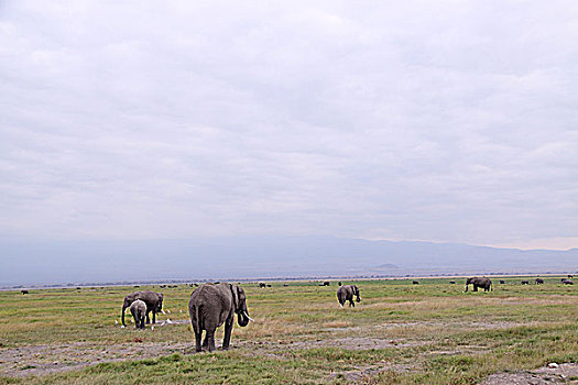 肯尼亚非洲象-安博塞利象群