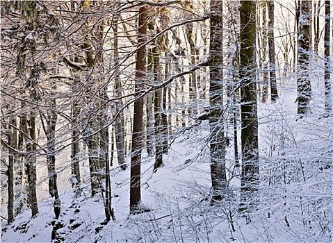 树林,雪