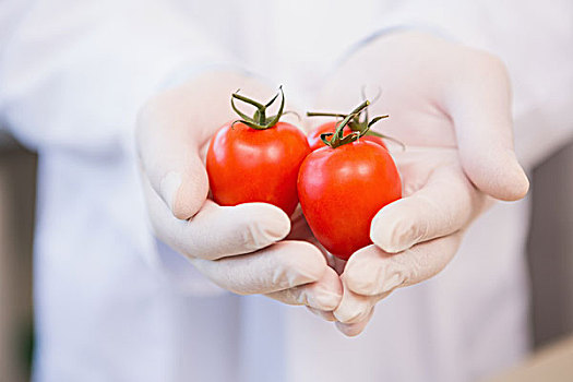食物,科学家,展示,西红柿