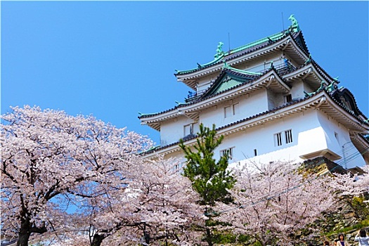 和歌山,城堡,樱花