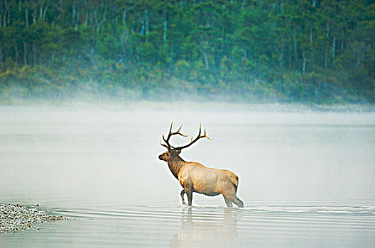麋鹿,鹿属,鹿,雄性,晨雾,河,两个,陆地,区域,九月,雄性动物,高,草场,山峦,开端,雌性,瓦特顿湖国家公园