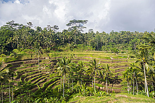 稻米梯田,乌布,巴厘岛,印度尼西亚