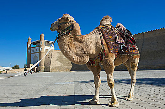骆驼,正面,要塞,布哈拉,乌兹别克斯坦,亚洲