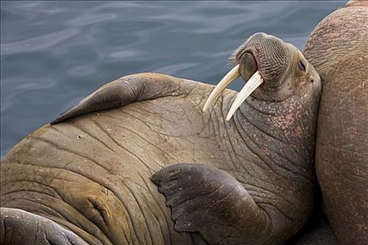 太平洋海象,海象,幼小,雄性动物,休息,布里斯托湾,阿拉斯加