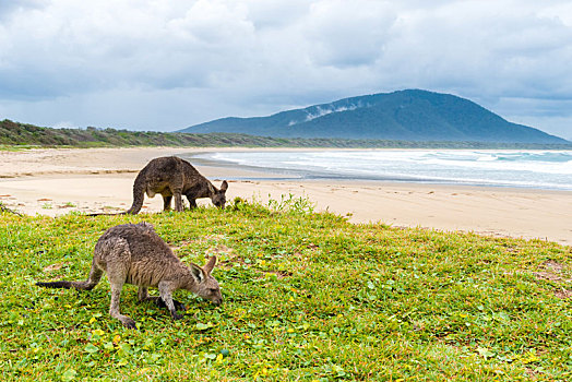 群,袋鼠,放牧,钻石海岬,海滩,新南威尔士,澳大利亚