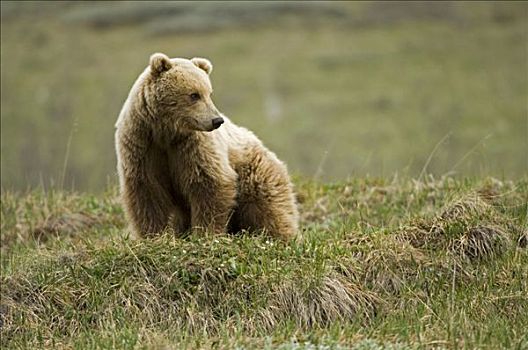 成年,棕熊,站立,苔原,德纳里峰国家公园,阿拉斯加,夏天