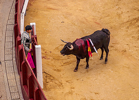 公牛,斗牛士,隐藏,后面,墙壁,新手,斗牛,斗牛场,广场,拉斯班塔斯斗牛场,马德里,西班牙,欧洲