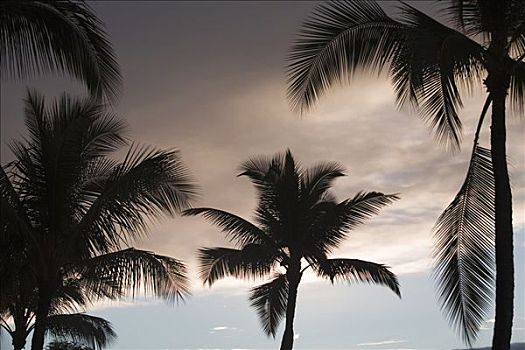 剪影,棕榈树,毛伊岛,夏威夷,美国
