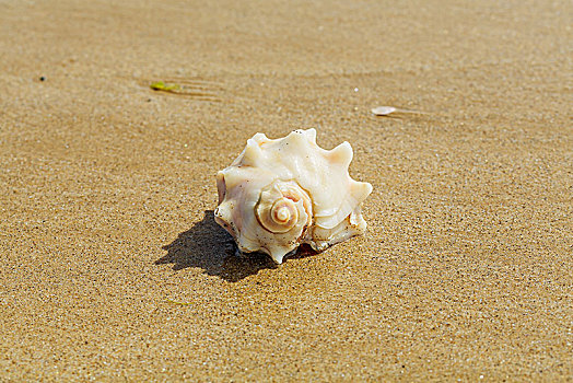 乳山银滩的沙滩贝壳
