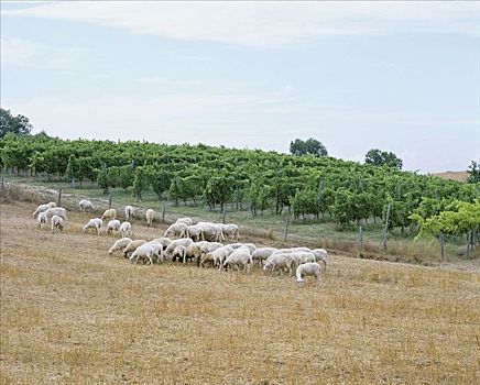 绵羊,旁侧,葡萄园,托斯卡纳,意大利