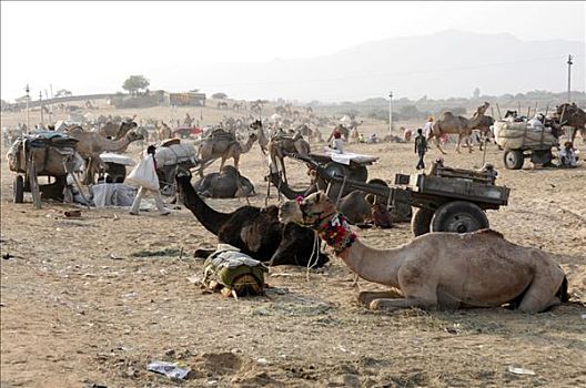 骆驼,普什卡,拉贾斯坦邦,北印度,亚洲