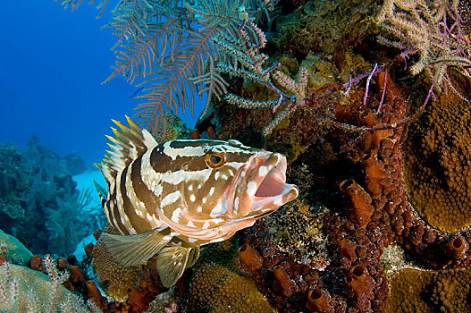 拿骚,石斑鱼,珊瑚礁,特克斯和凯科斯群岛,北美