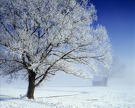 冬季,雪,树,白霜