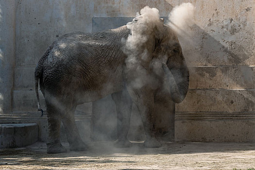 洗土浴的大象
