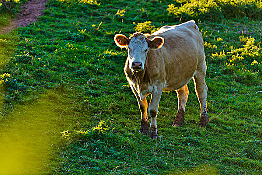 母牛,站立,草场,爱德华王子岛,加拿大