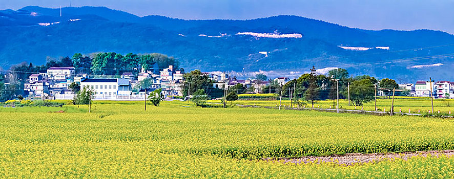 安徽省芜湖市响水涧油菜花田园乡村自然景观