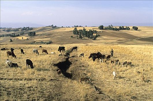 埃塞俄比亚,阿姆哈拉族,国家,母牛,山羊,牧群