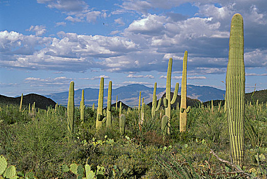 树形仙人掌,仙人掌,索诺拉荒漠,亚利桑那,美国