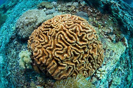 脑珊瑚,印度尼西亚,东南亚