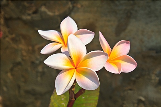 花,泰国