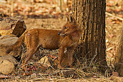 野狗,虎,自然保护区,印度