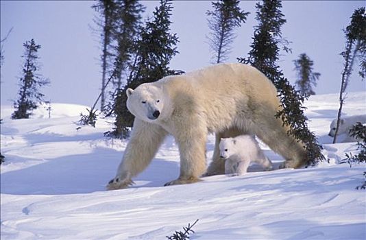 北极熊,幼兽,走,国家公园,公园,加拿大,冬天