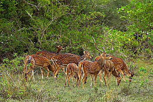 花鹿,牧群,进食,国家公园,斯里兰卡,亚洲