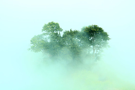 雾气中树木的高角度视图