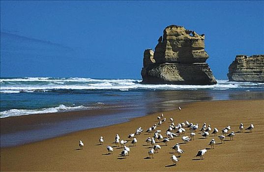 岩石构造,白垩断崖,海滩,海鸥,海鸟,海洋,维多利亚,澳大利亚,动物