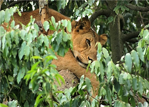 狮子,非洲