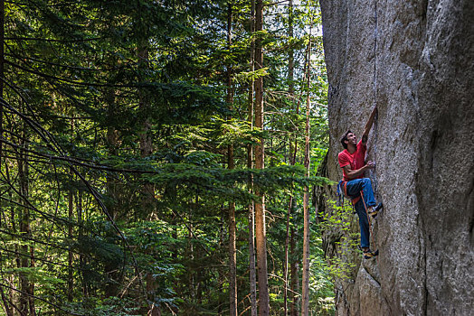 攀岩者,剥落,岩石,挨着,树,加拿大