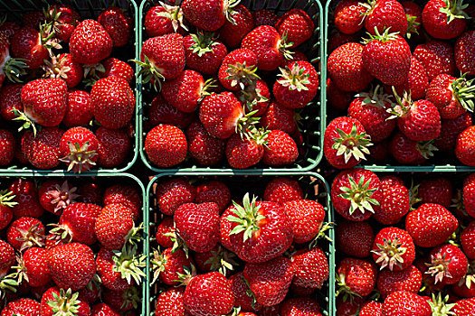 收获,草莓,农场,安大略省,加拿大