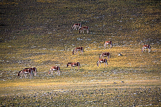 西藏阿里,藏野驴
