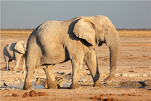 非洲,公象