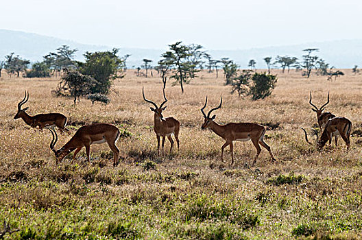 黑斑羚,放牧,肯尼亚