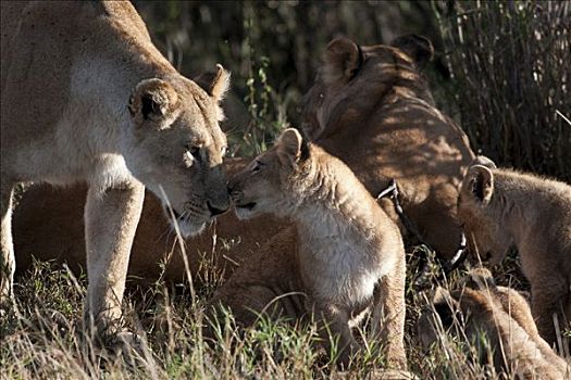 狮子,家族,树林,马赛马拉国家保护区,肯尼亚