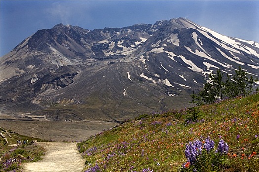 野花,小路,圣海伦斯山,国家公园,华盛顿