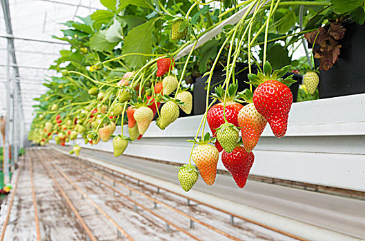 草莓,农场