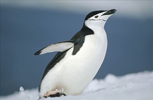 帽带企鹅,南极企鹅,攀登,雪,斜坡,半月,岛屿,南设得兰群岛,南极
