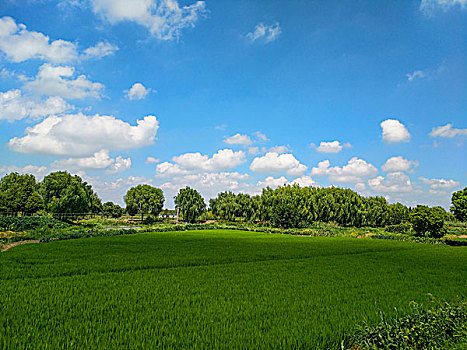 青西郊野公园