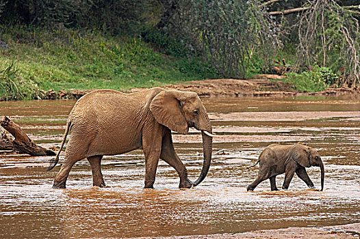 非洲象,河,马赛马拉,公园,肯尼亚