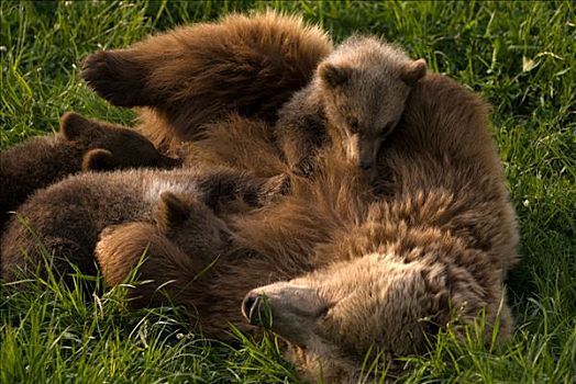 棕熊,母兽,护理,三个,幼兽,动物园,慕尼黑,巴伐利亚,德国,欧洲
