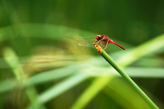 蜻蜓,红蜻蜓