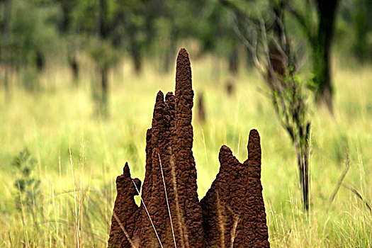 蚁丘,北领地州,澳大利亚