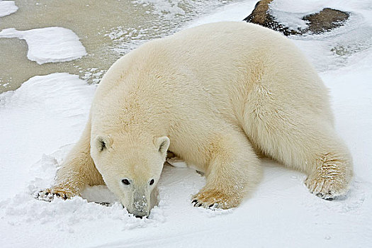 近成年,北极熊,卧,雪地,曼尼托巴,加拿大,冬天