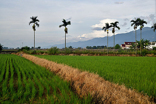 池上,田园风光