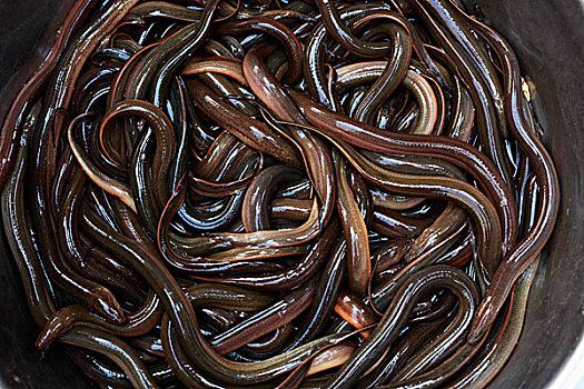鳗鱼,大,碗,街边市场,收获,柬埔寨