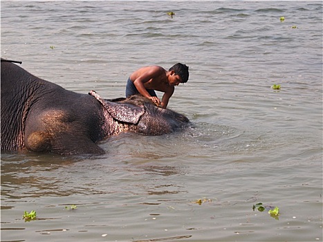大象,沐浴