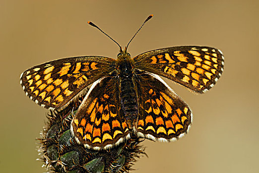 石南,豹纹蝶,蝴蝶,马尔康杜国家公园,普罗旺斯,法国