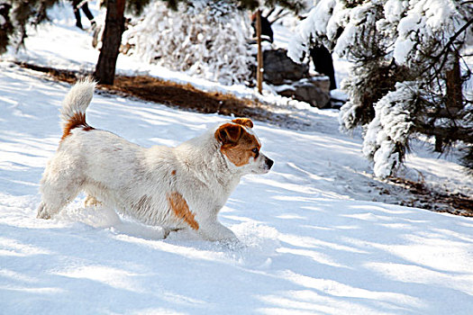 在白色雪地中行走的一只白黄花小狗